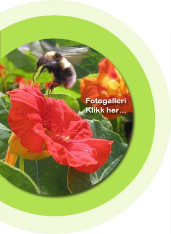 Fargetuva Fotogaller - Hage og natur - Hagearbeid - Trearbeid - Urter - Urtehage - Naturlos - Planter - Blomster